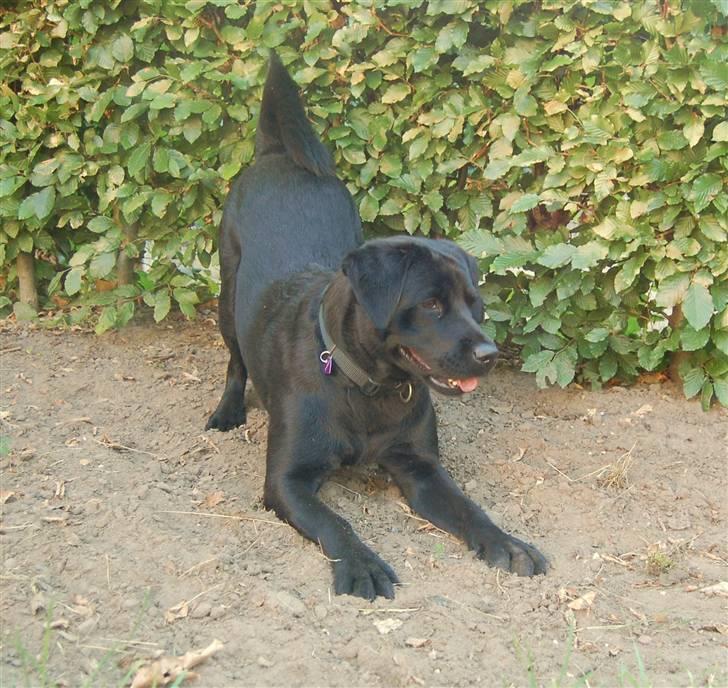 Blanding af racer Zigga - Er du klar til at lege?? billede 2