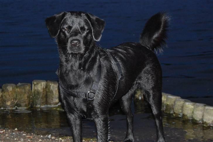 Blanding af racer Zigga - Nu er jeg også ved at være lidt træt! billede 3