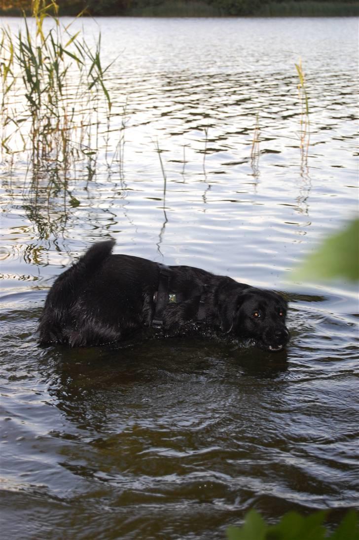 Blanding af racer Zigga - Jeg ELSKER at bade! :-) billede 4