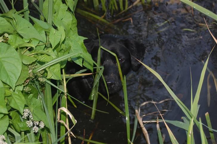 Blanding af racer Zigga - Du kan ikke finde mig!? billede 5