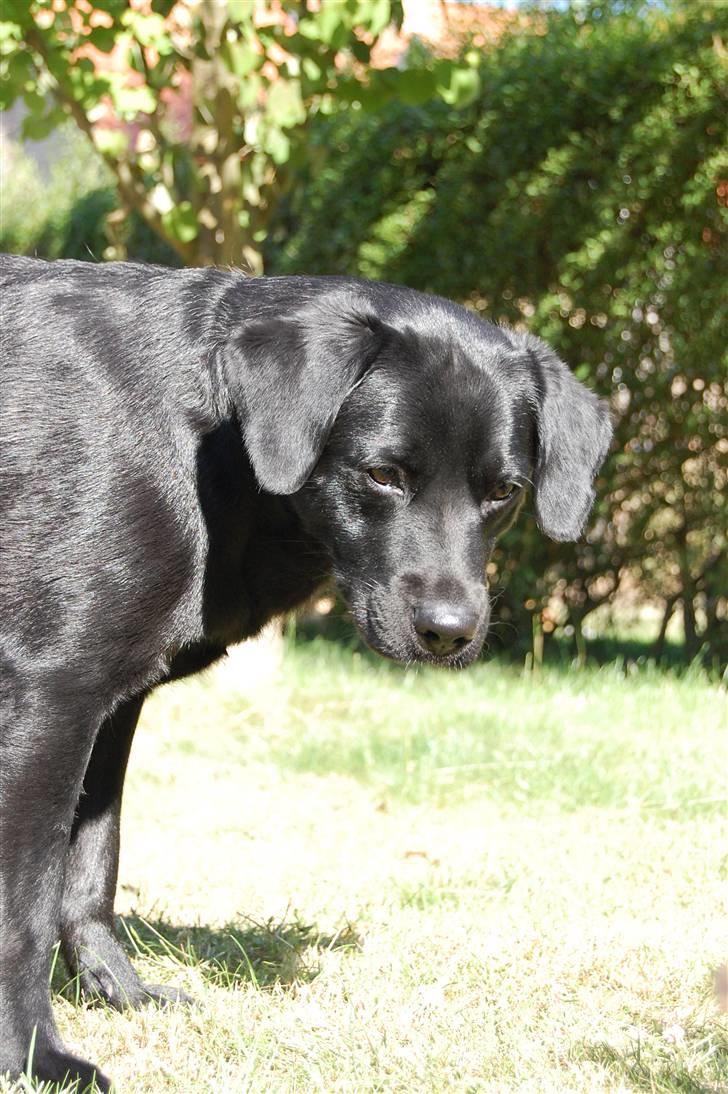 Blanding af racer Zigga billede 6