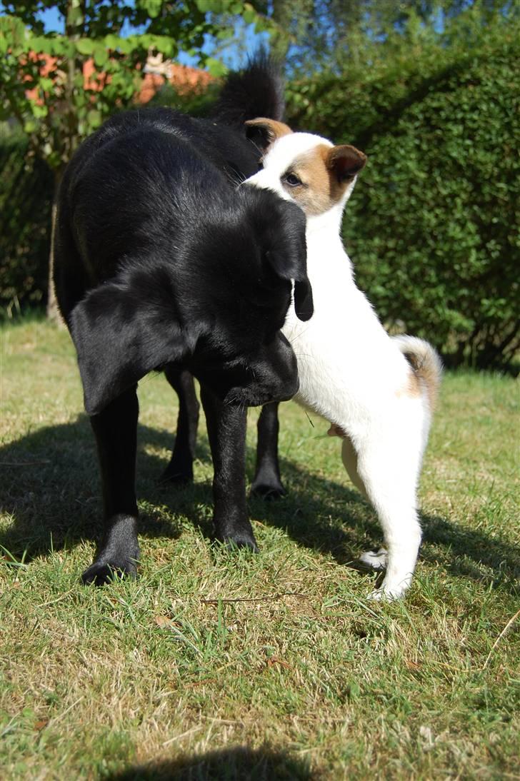 Blanding af racer Zigga - Jeg elsker kenai! billede 7