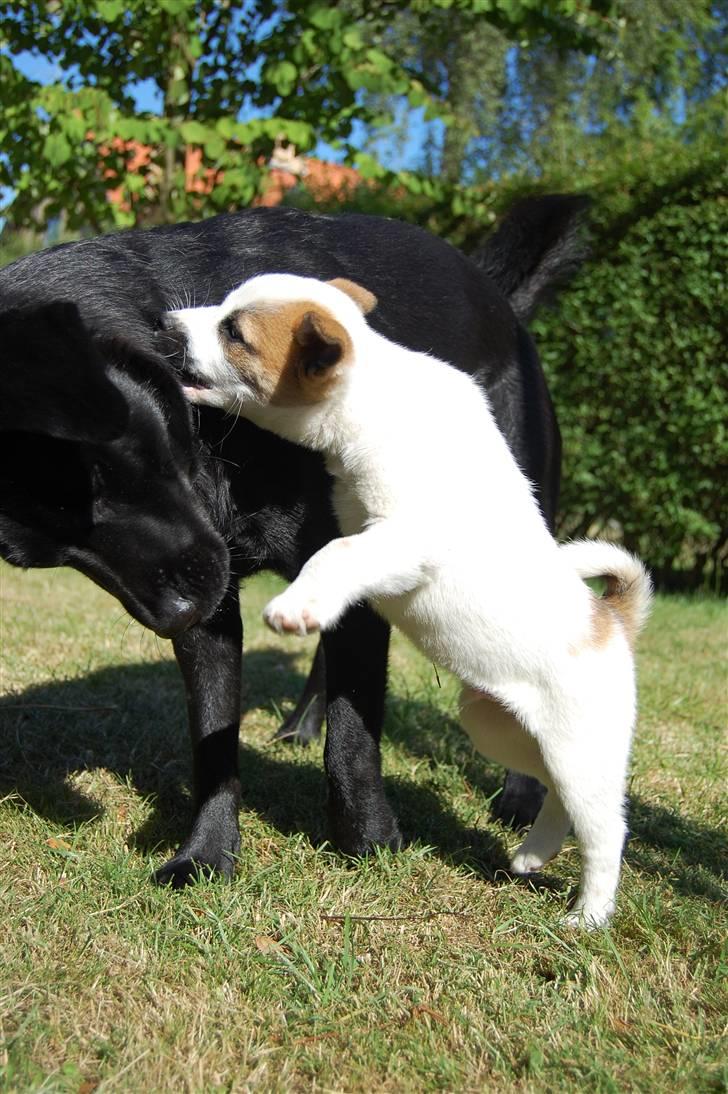 Blanding af racer Zigga - Kenai & Zigga leger! billede 8