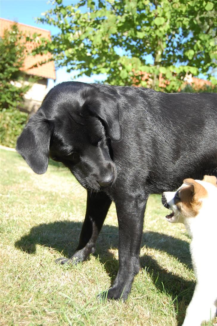 Blanding af racer Zigga - Hvad laver du??  billede 9