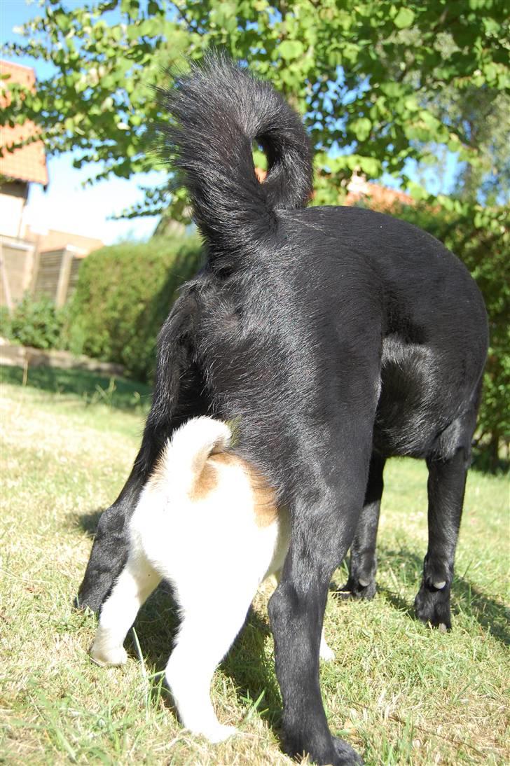 Blanding af racer Zigga - Hahaha <3 billede 10