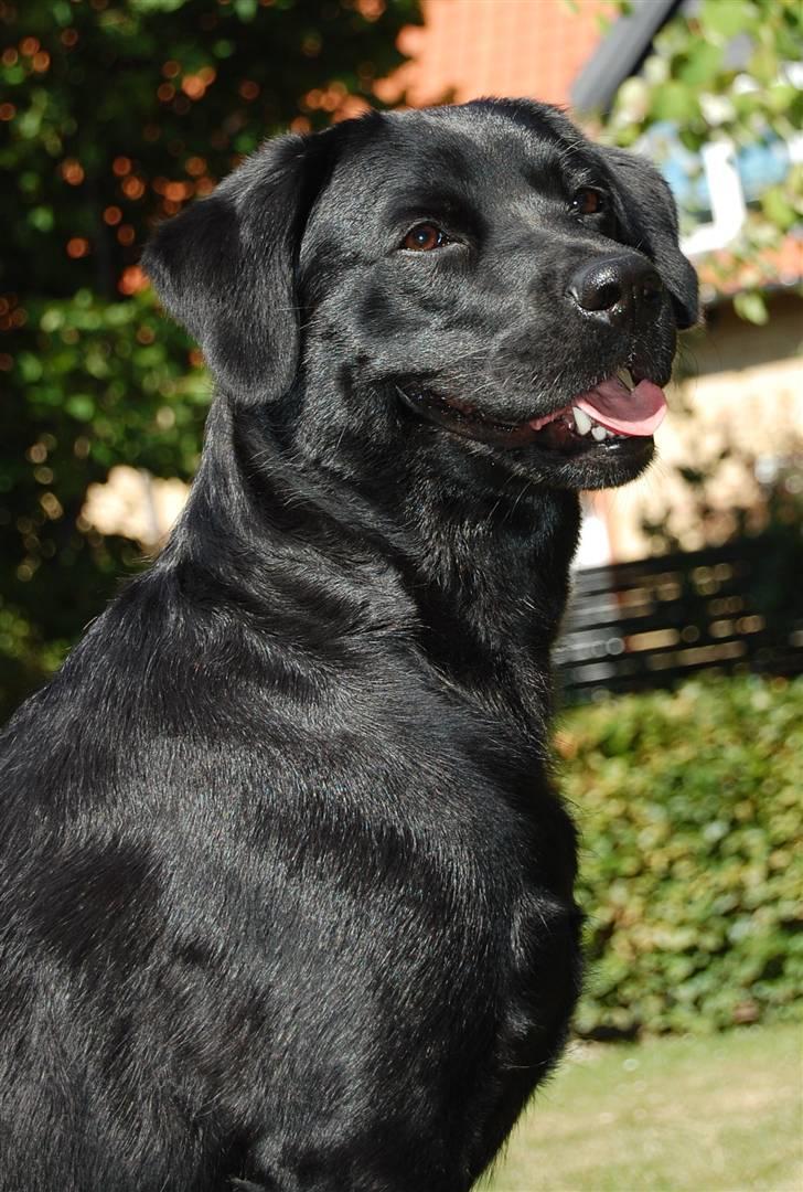 Blanding af racer Zigga billede 11