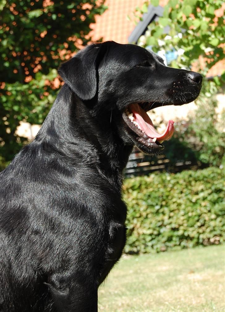 Blanding af racer Zigga - Uhhh.. træt efter en laang dag! billede 12