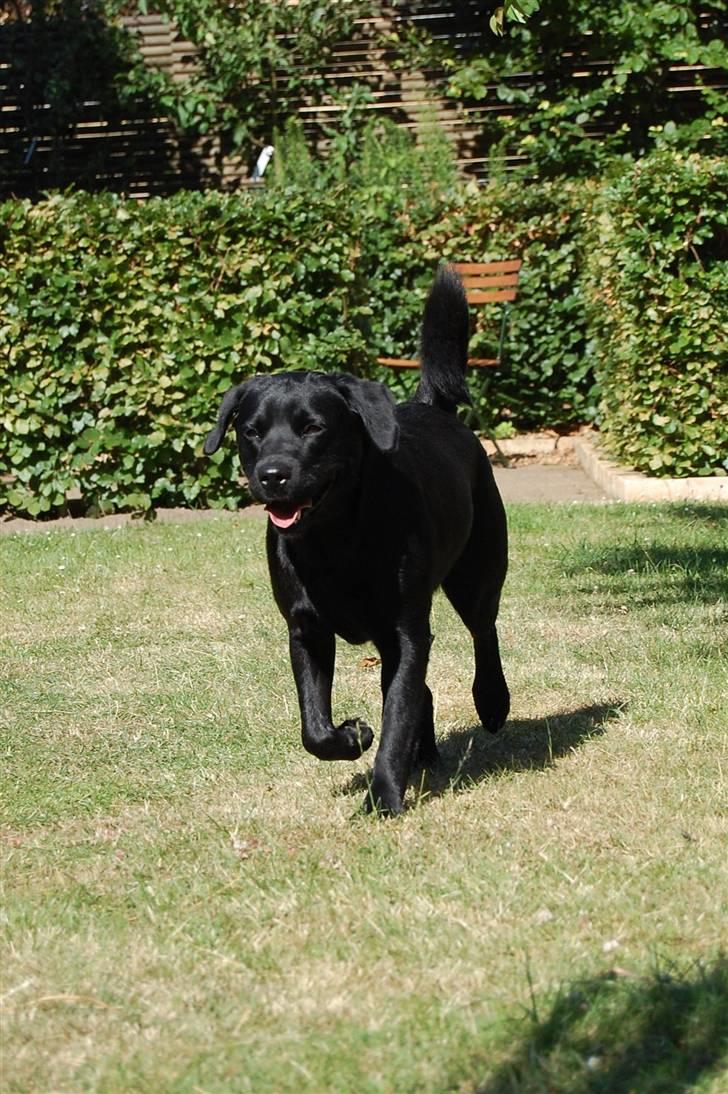 Blanding af racer Zigga - Jeg kommer nu! billede 13