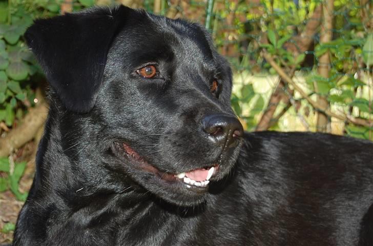 Blanding af racer Zigga billede 14