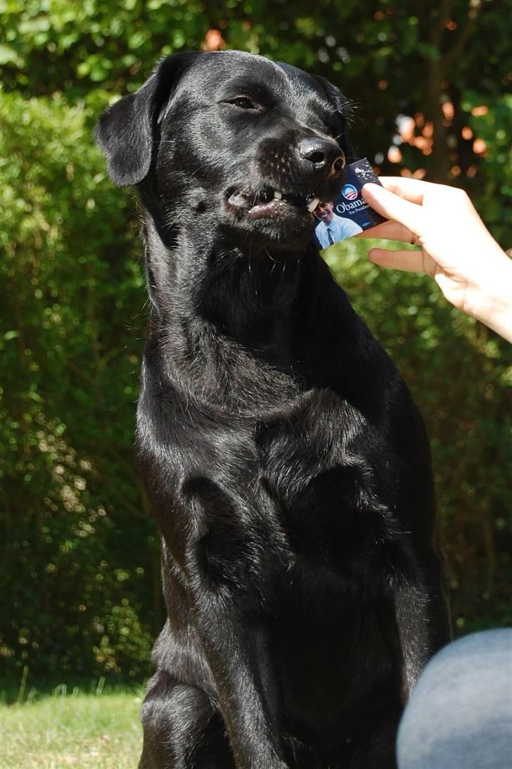 Blanding af racer Zigga billede 15