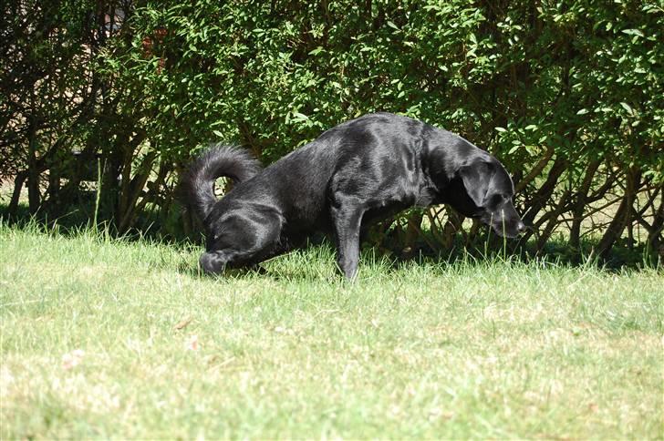 Blanding af racer Zigga - intet privatliv! hehe billede 16