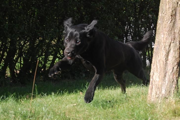 Blanding af racer Zigga - Jeg kommer nu mor!! billede 17