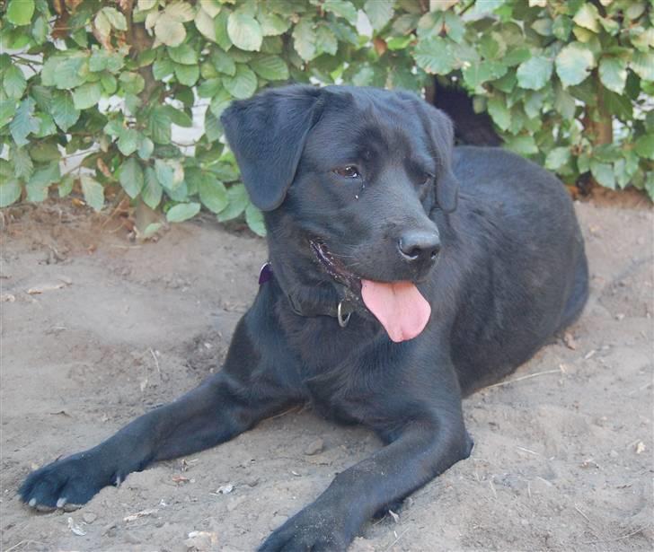 Blanding af racer Zigga - Dejligt at ligge i den kolde jord, på en varm sommerdag! :-) billede 18
