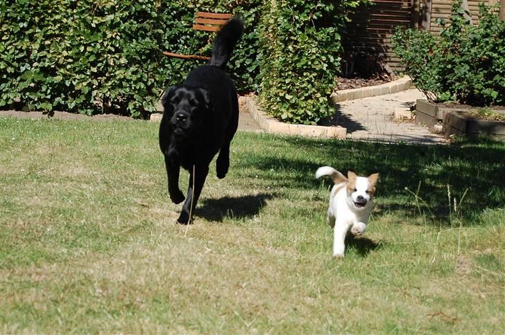 Blanding af racer Zigga - Hvem kommer først?? billede 19