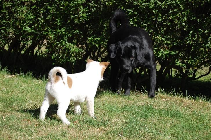 Blanding af racer Zigga - Kenai vil lege, men jeg ved ikke helt om jeg gider? :-) billede 20