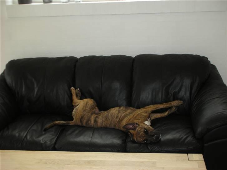 Amerikansk staffordshire terrier Molly billede 14