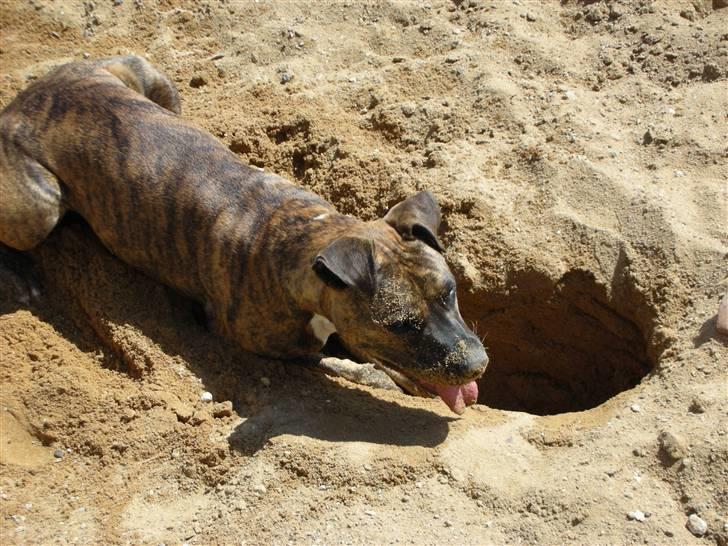 Amerikansk staffordshire terrier Molly billede 15