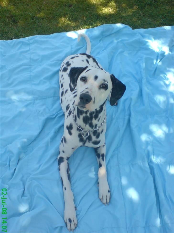 Dalmatiner Samson - Samson <3 billede 1