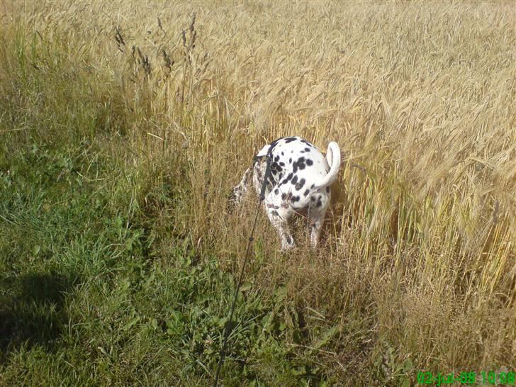 Dalmatiner Samson - Elsker korn marker :P  billede 2