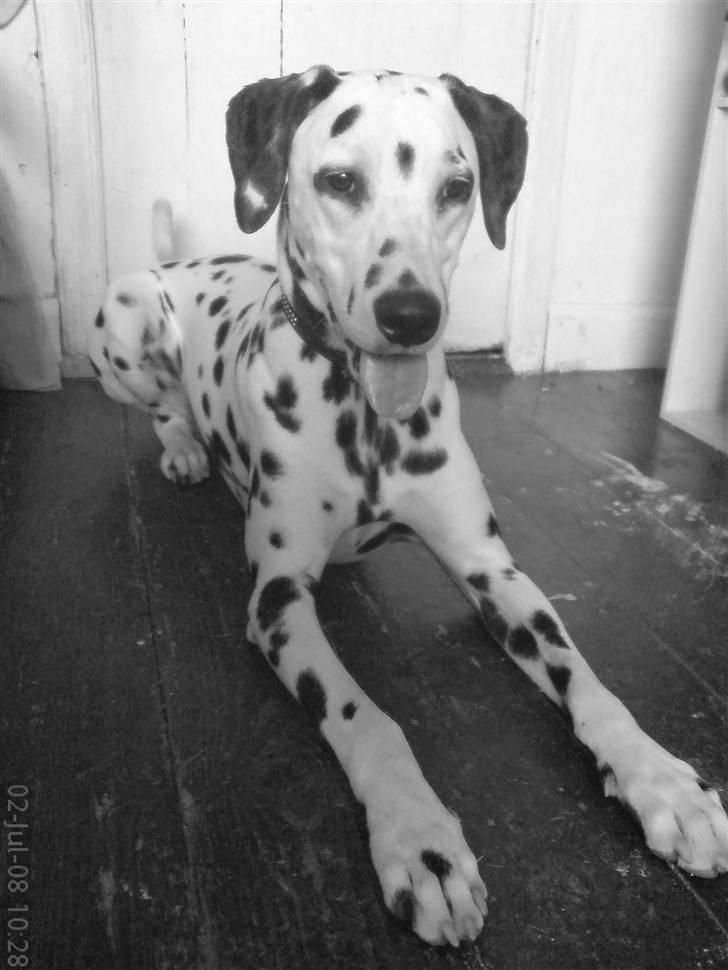 Dalmatiner Samson billede 3