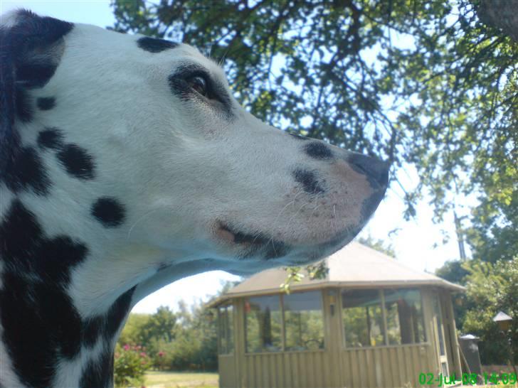 Dalmatiner Samson billede 4