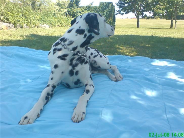 Dalmatiner Samson billede 5