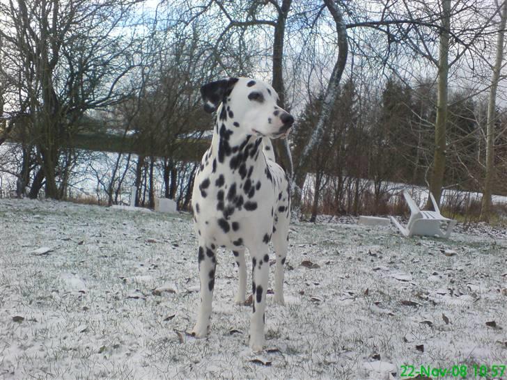 Dalmatiner Samson - Slapper af :D  billede 6