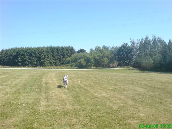 Dalmatiner Samson billede 7