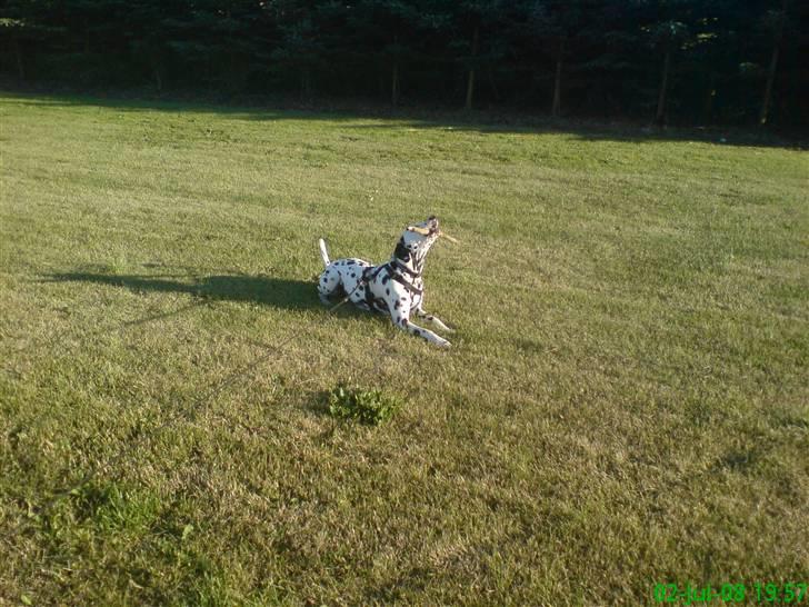 Dalmatiner Samson billede 8