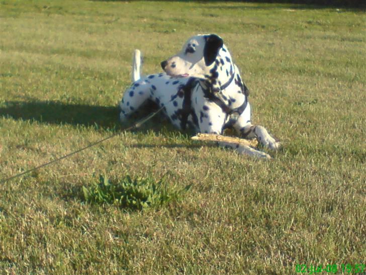 Dalmatiner Samson billede 9