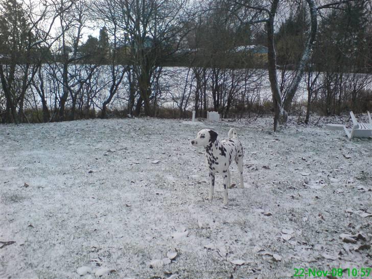 Dalmatiner Samson billede 10