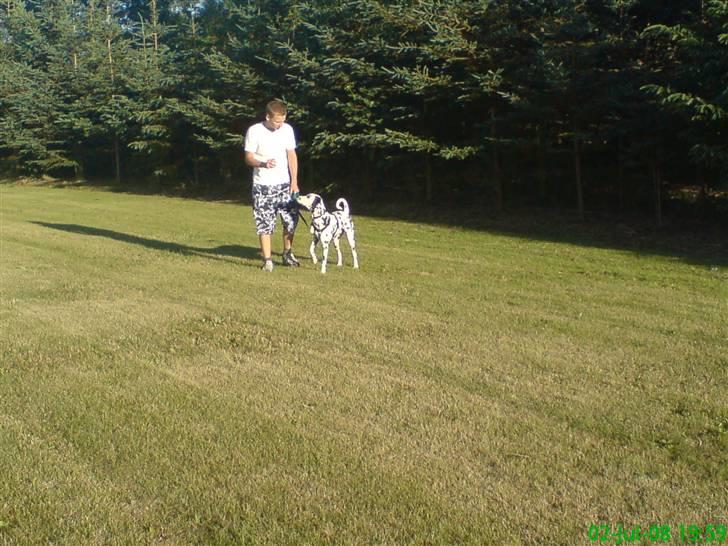 Dalmatiner Samson billede 11