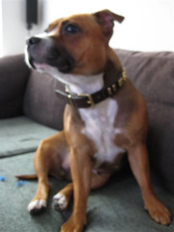 Staffordshire bull terrier Chloé billede 12