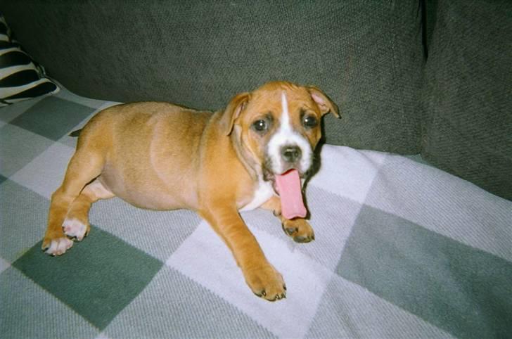 Staffordshire bull terrier Chloé - Jeg er træt. billede 13