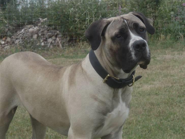 Boerboel Baloo "Abelle`s Atilla" billede 18