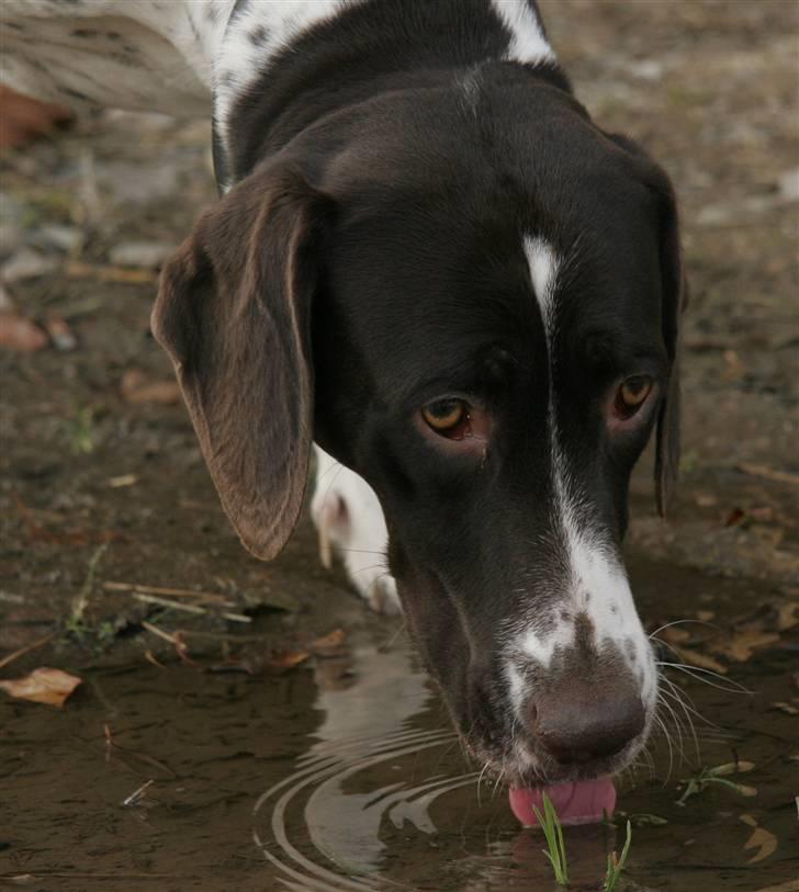 Gammel dansk hønsehund Fifi - nam dejlig vandpyt.. 22-10-08 Foto: mig billede 19