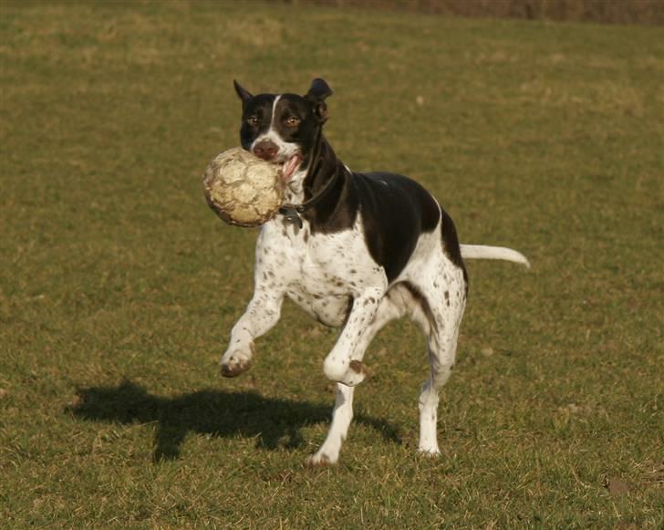 Gammel dansk hønsehund Fifi - 11-03-09 Foto: mig billede 20