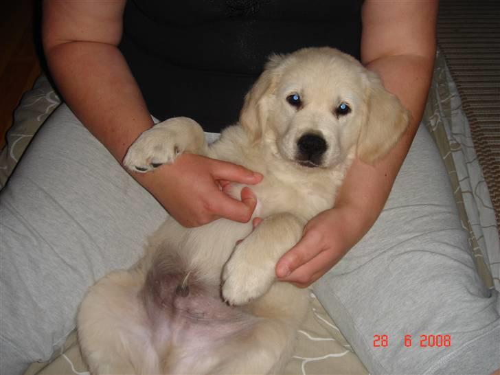 Golden retriever Simba - putte putte, bliv bare ved. billede 6