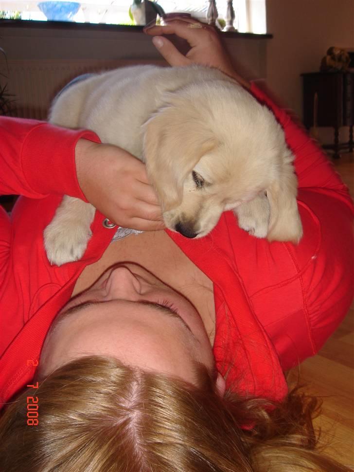 Golden retriever Simba - nu bliver du her moster. billede 7