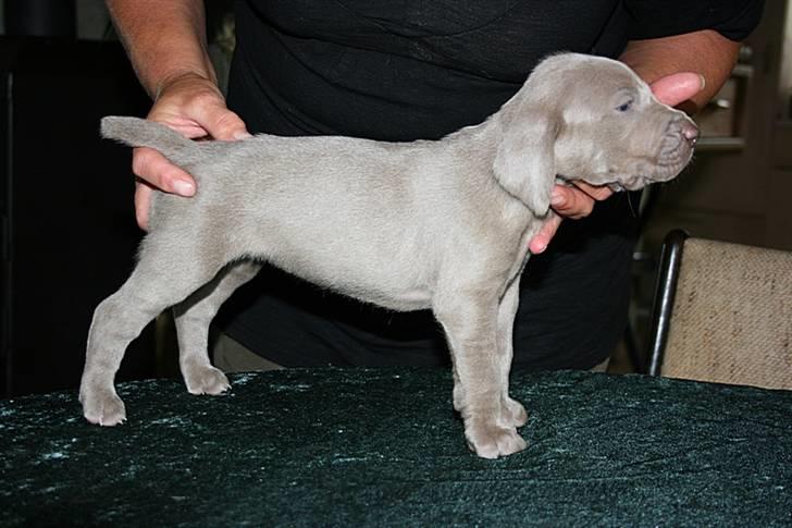 Weimaraner HOT SHOOT`S JUBII HD A - himmelhund - 4 uger billede 16