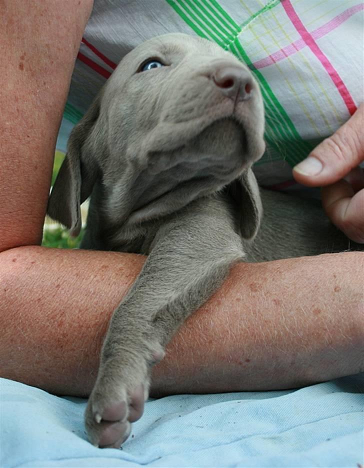 Weimaraner HOT SHOOT`S JUBII HD A - himmelhund - Hygge på armen billede 17