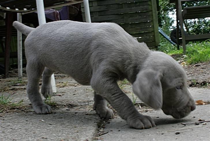 Weimaraner HOT SHOOT`S JUBII HD A - himmelhund - Man bruger næsen nu billede 18