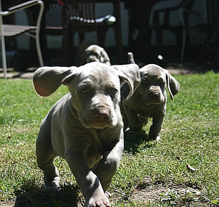 Weimaraner HOT SHOOT`S JUBII HD A - himmelhund - Her kommer viiiiiiiiiii billede 19