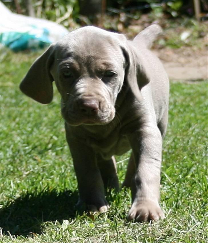 Weimaraner HOT SHOOT`S JUBII HD A - himmelhund billede 20