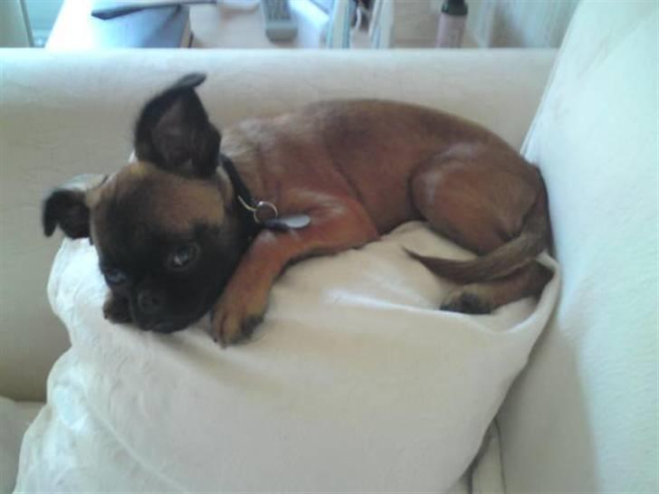 Griffon petit brabancon Sandie billede 7