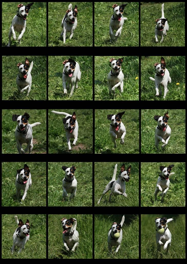 Dansk svensk gaardhund Dina - Jeg elsker at løbe ! billede 7