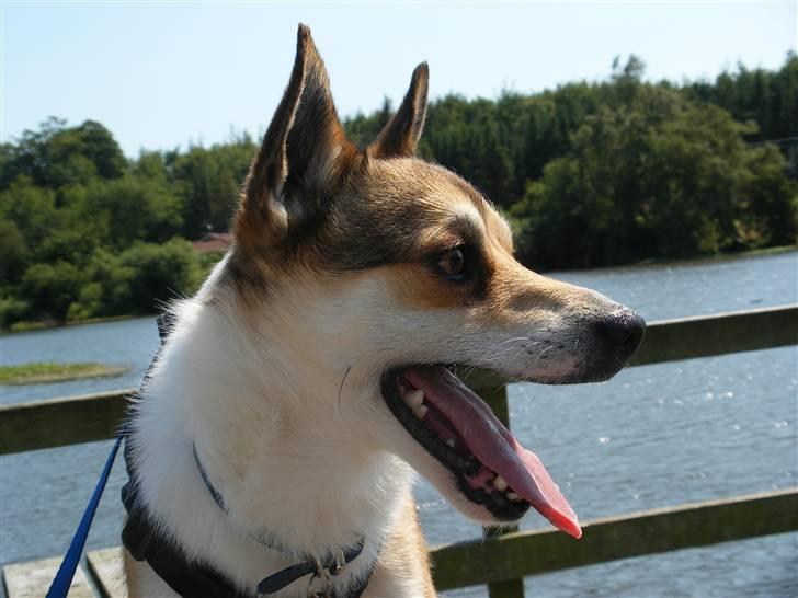 Norsk lundehund Løvheims Forseti / Fossi 4.3.05 - 13.1.14 - 3.7.08 billede 19