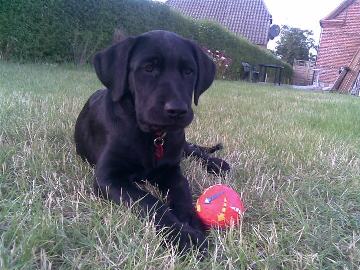Blanding af racer Ziggi *R.I.P* billede 2