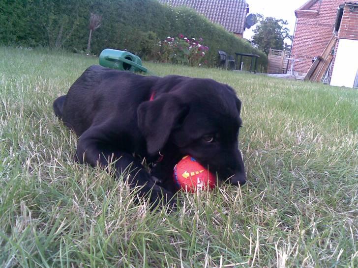 Blanding af racer Ziggi *R.I.P* billede 3