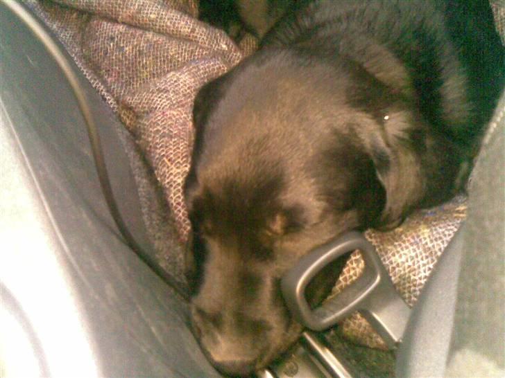 Blanding af racer Ziggi *R.I.P* billede 5